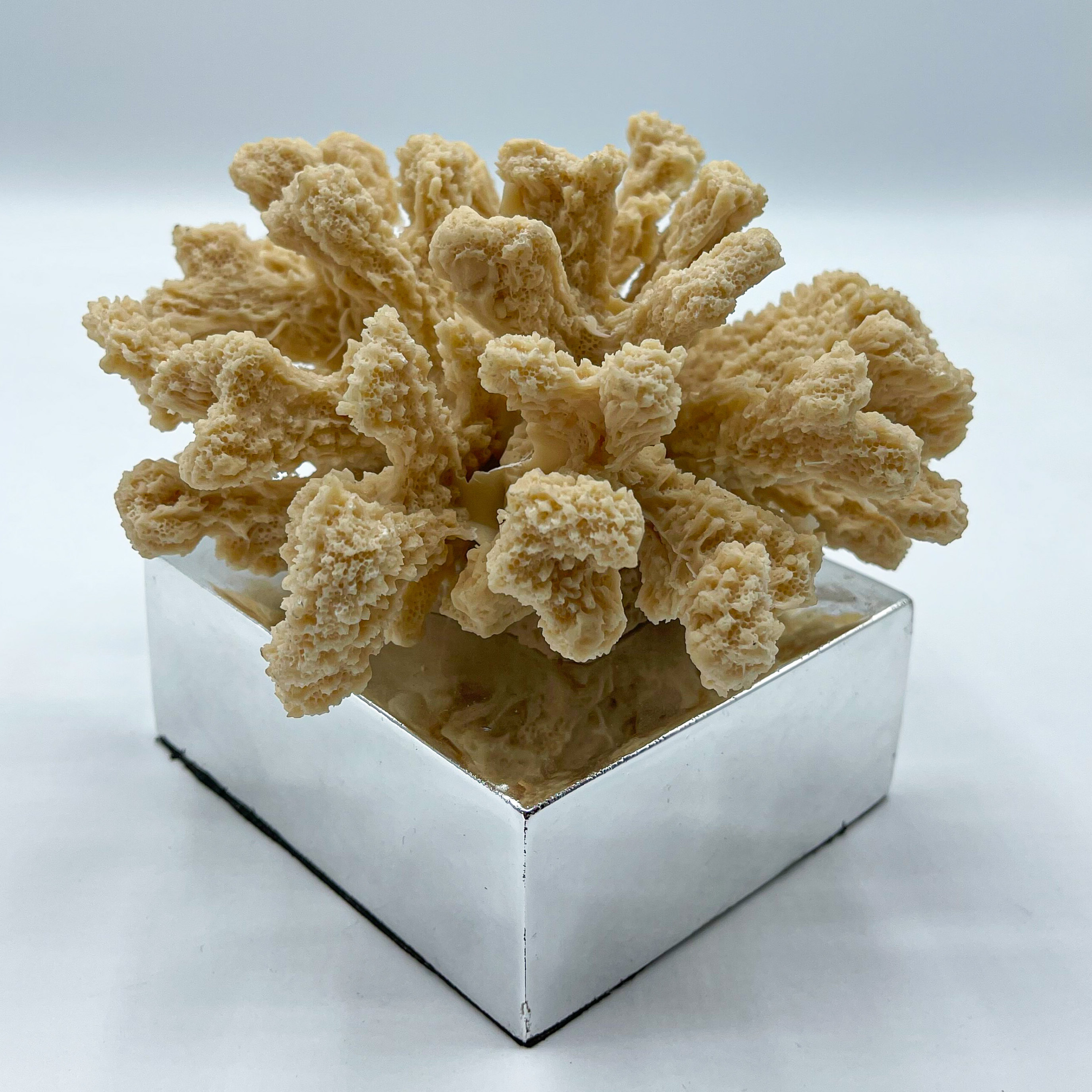 Sea Coral