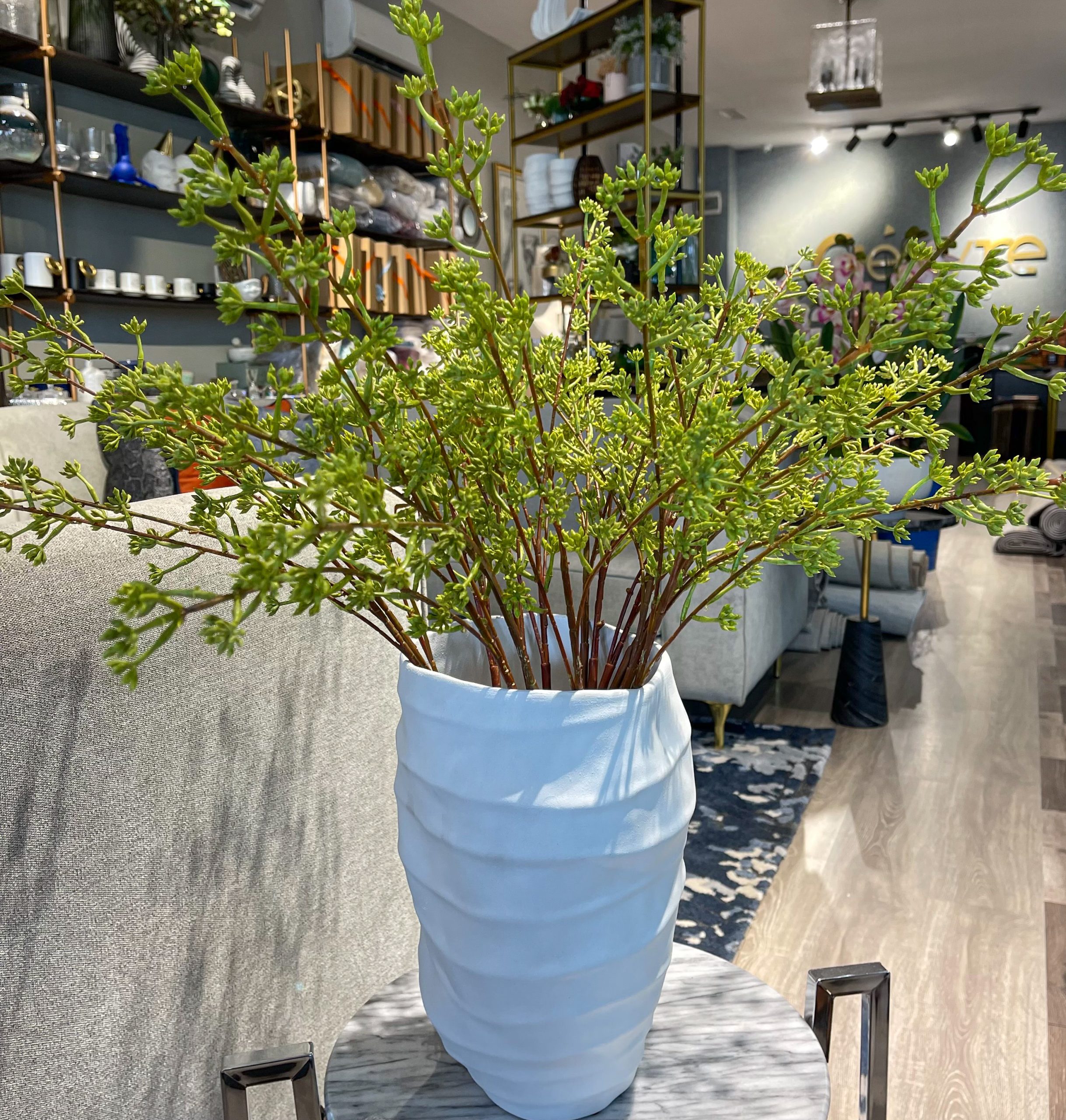 Potted Plant
